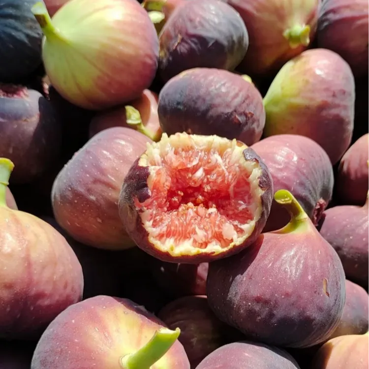 【树熟无花果】波姬红顺丰包邮云南新鲜现摘红皮无花果软糯香甜应季