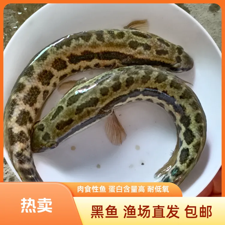 【活体】贵州黑鱼乌鱼财鱼乌棒（6-20cm）观赏鱼淡水鱼冷水鱼