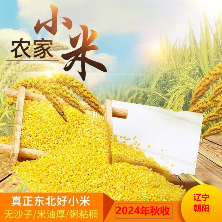 【宝嫂专属】占泉2025年秋收黄金苗K1小米辽宁朝阳建平直发