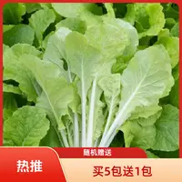 （全店满5元包邮）甜脆小白菜种子四季小白菜种子蔬菜种子蔬菜种子