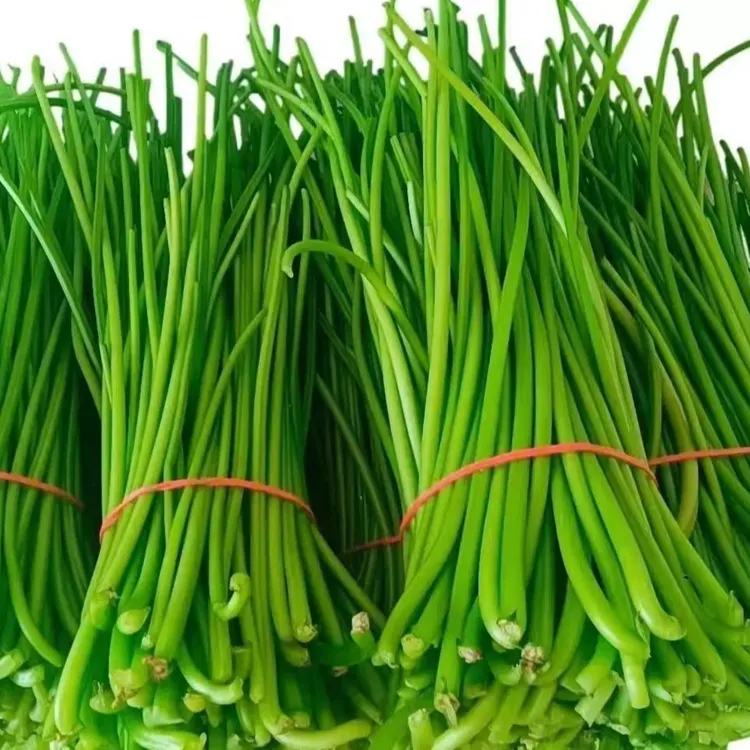 （福利品）重庆农家新鲜红薯地瓜蔬菜红薯叶红薯杆红薯梗红薯藤