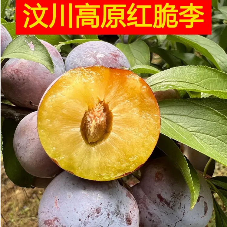 （京东顺丰）四川汶川红脆李茂县脆红李青脆李脱骨李脆甜李子3斤5斤