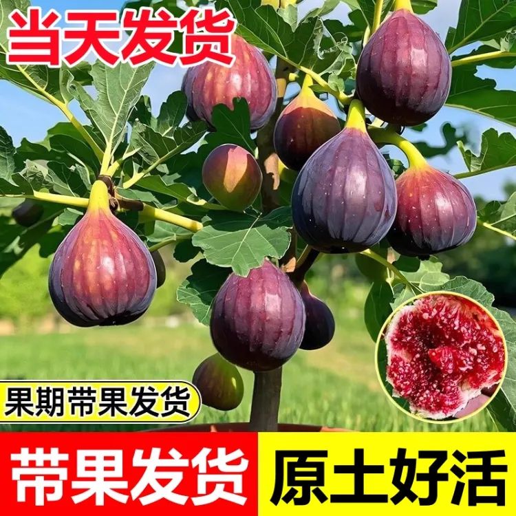 波姬红布兰瑞克巴劳奈金奥芬无花果苗带土盆栽可庭院阳台地栽