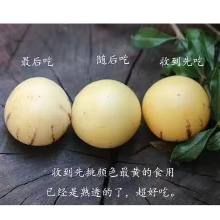 娇娇【真正自然熟】顺丰快递四川攀枝花自然熟人参果清甜多汁