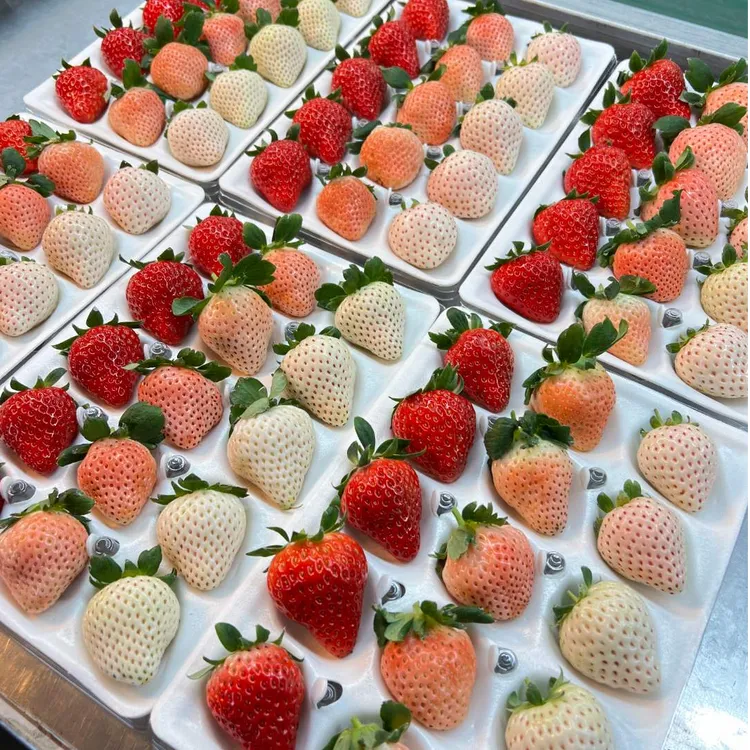 【彩色草莓三色小礼盒】半斤装福利款正宗丹东彩莓顺丰京东包邮
