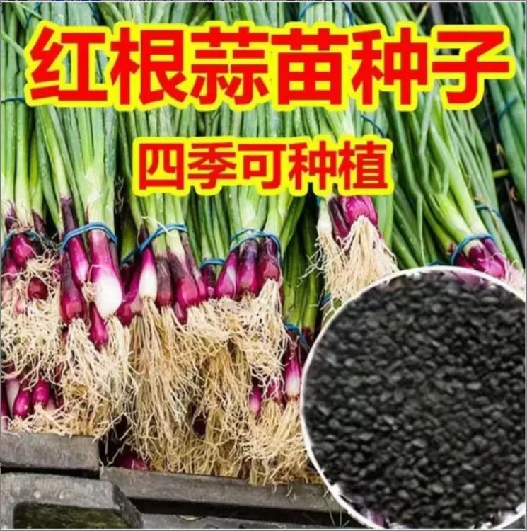 红根蒜苗种子红根香蒜硬叶蒜苗一年四季三茬连续均可种植蒜苗种籽