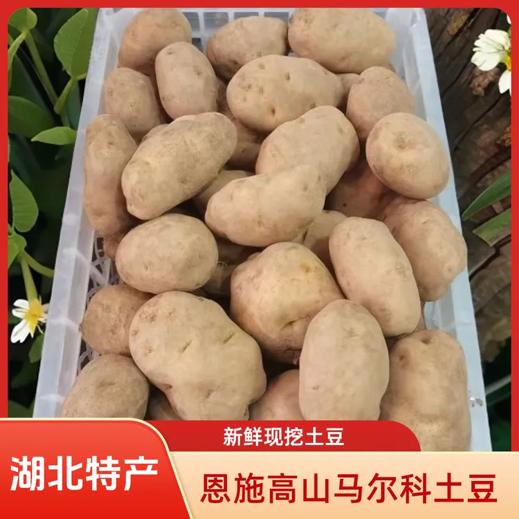 【高山洋芋】老品种马尔科洋芋 米拉土豆 