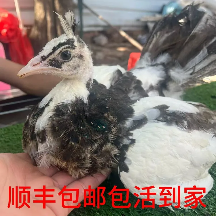 花孔雀苗两个月活体宠物顺丰包邮