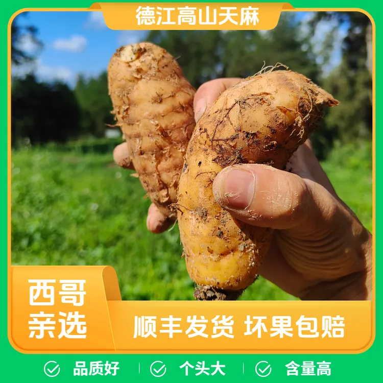 云贵高原新鲜天麻林下仿野生乌天麻炖汤泡酒生态高山天麻现采现发