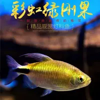 彩虹绿刚果灯2-4厘米左右