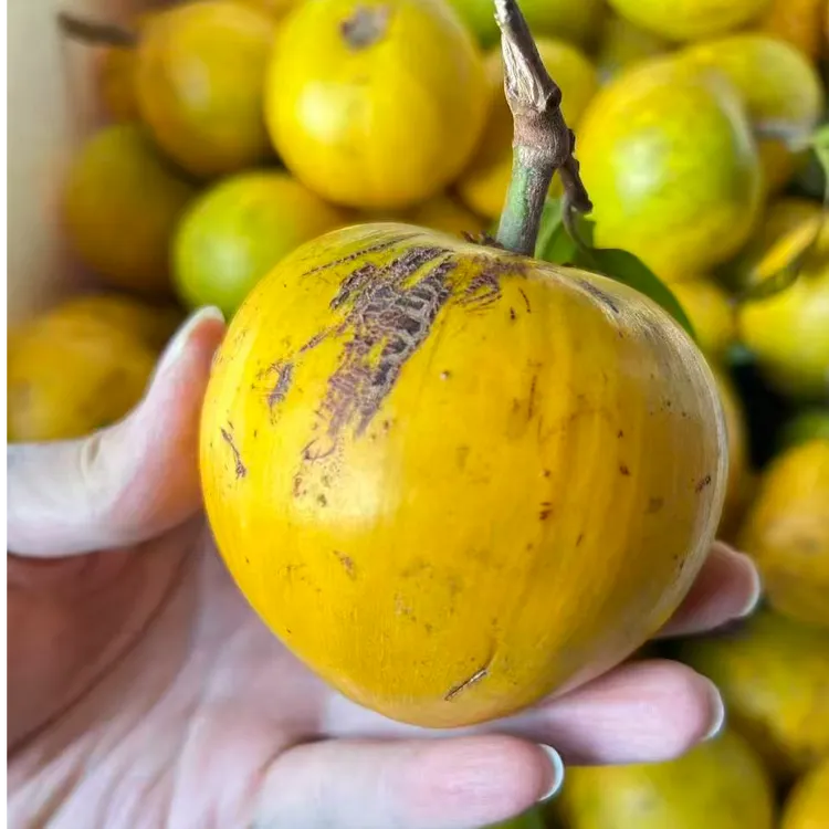 （放软在吃)广西鸡蛋果老树生态有点小花新鲜产地直发粉糯香甜DR