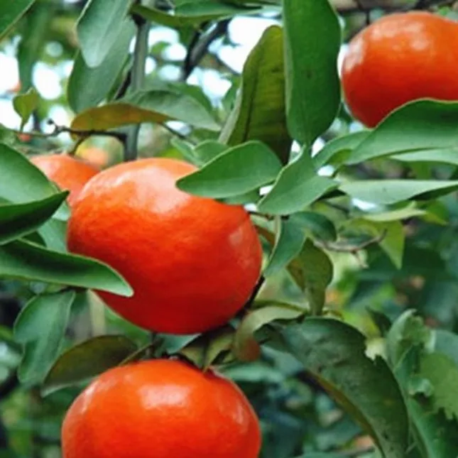 正宗川红桔红橘大红袍橘子红桔红柑子陈皮原料新鲜水果桔子果树苗