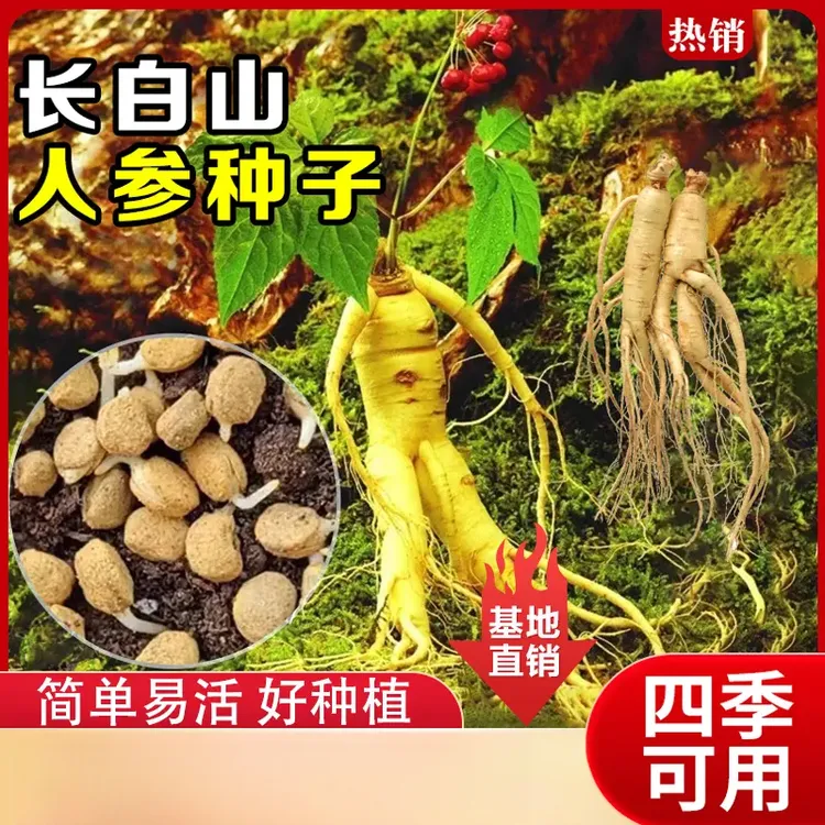 精选优质【60粒】人参种子长白山爆款 人工种植阳台小院盆栽地栽