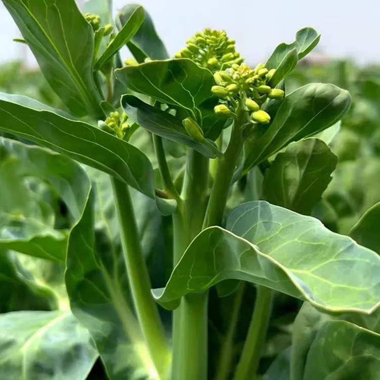四季甜心芥蓝种子早熟甜脆甜芯芥蓝菜种籽夏播春播秋播芥兰蔬菜籽