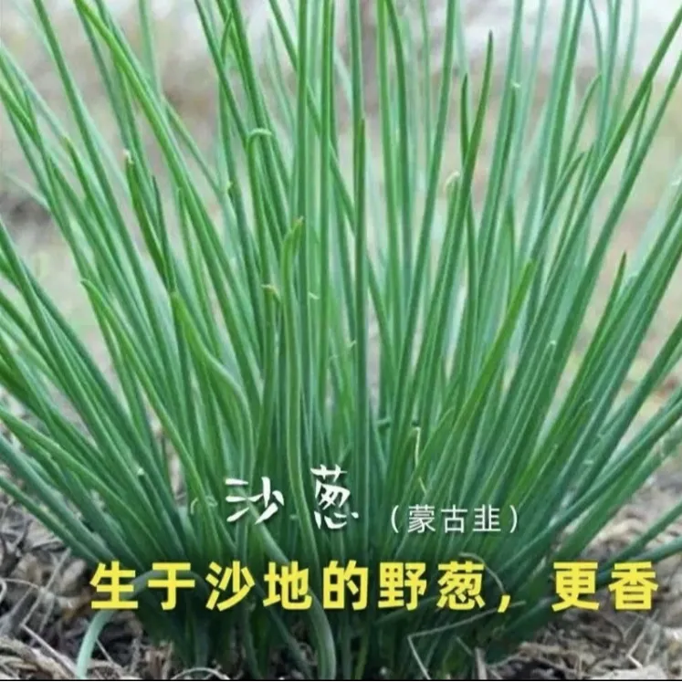 【蒙古韭葱种子】沙葱种子耐旱四季韭葱香葱盆栽阳台蔬菜种籽商品图