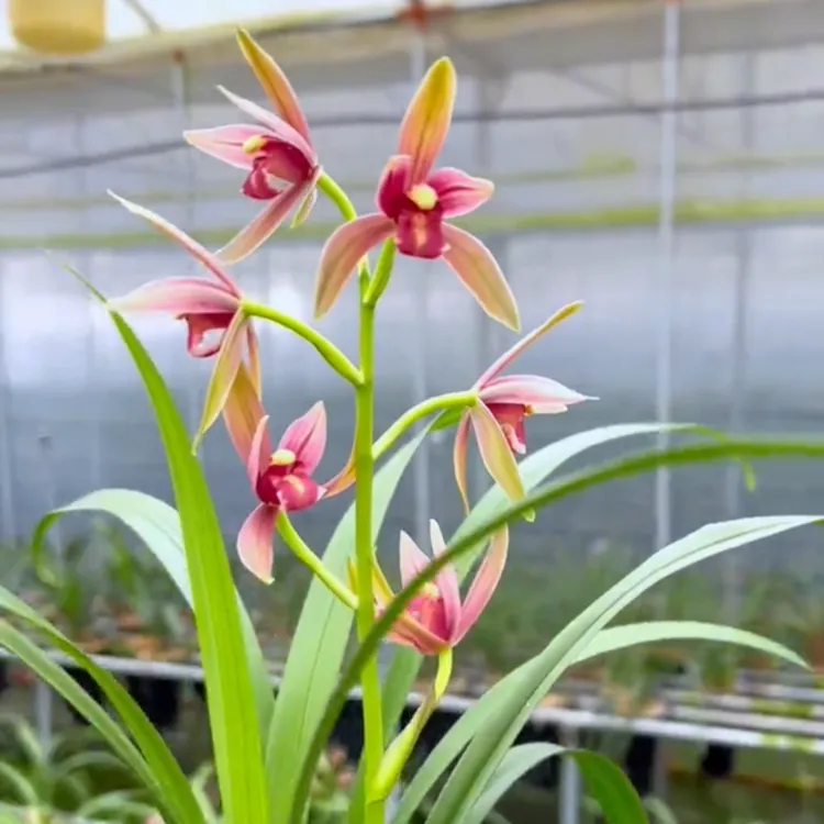 建兰仙山红无花苞浓香兰花苗客厅阳台办公室绿植花卉盆栽植物好养