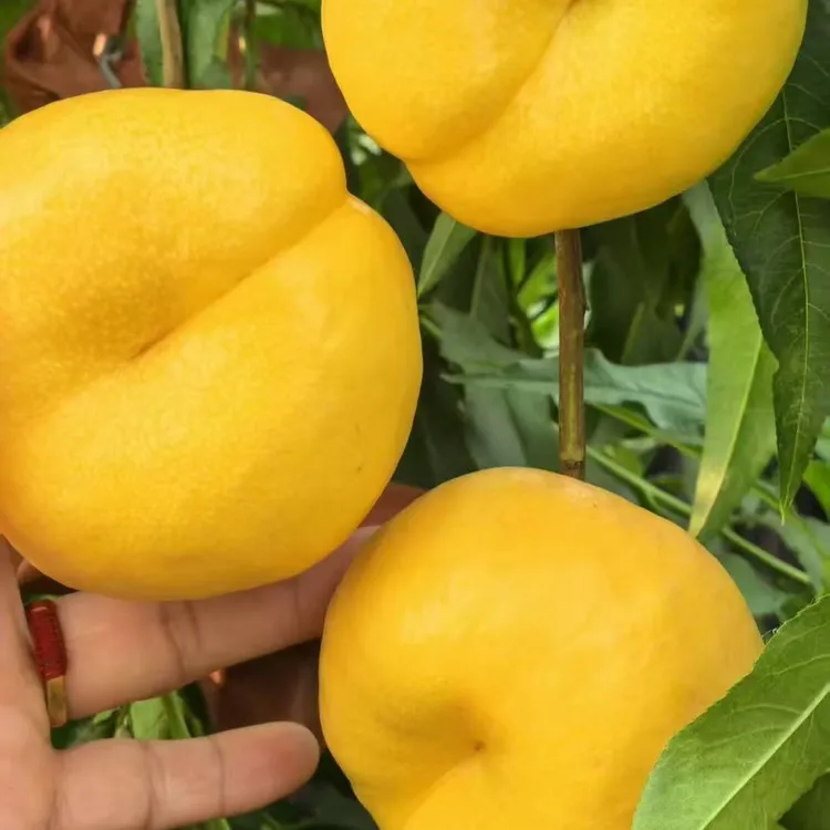 金玉油蟠桃苗（6月上中旬成熟）一年苗落叶起苗发苗（约12月）