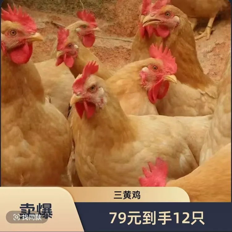 三黄鸡公母可选  半斤左右红玉鸡宠物鸡包邮