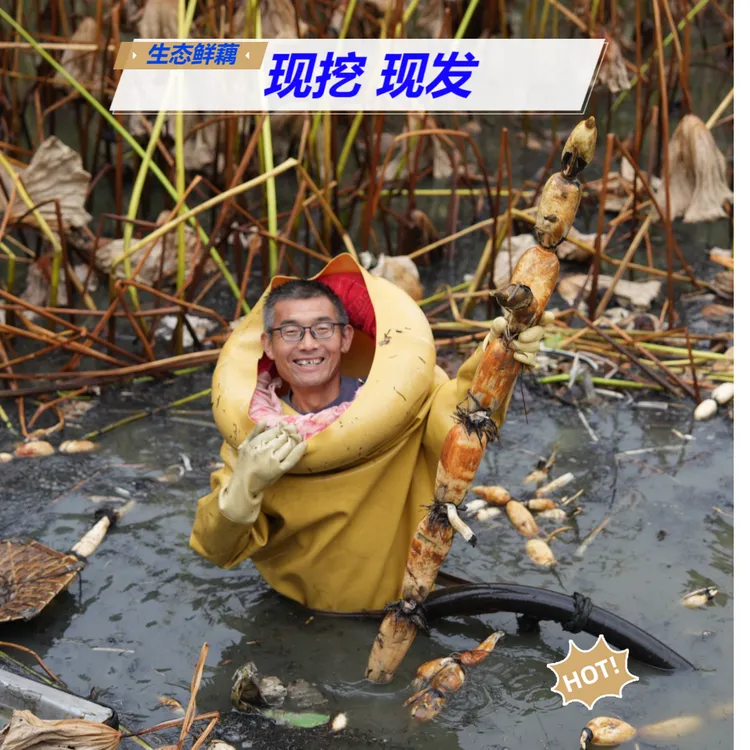 天思福慧新鲜现挖 粉糯莲藕东平湖特色食材