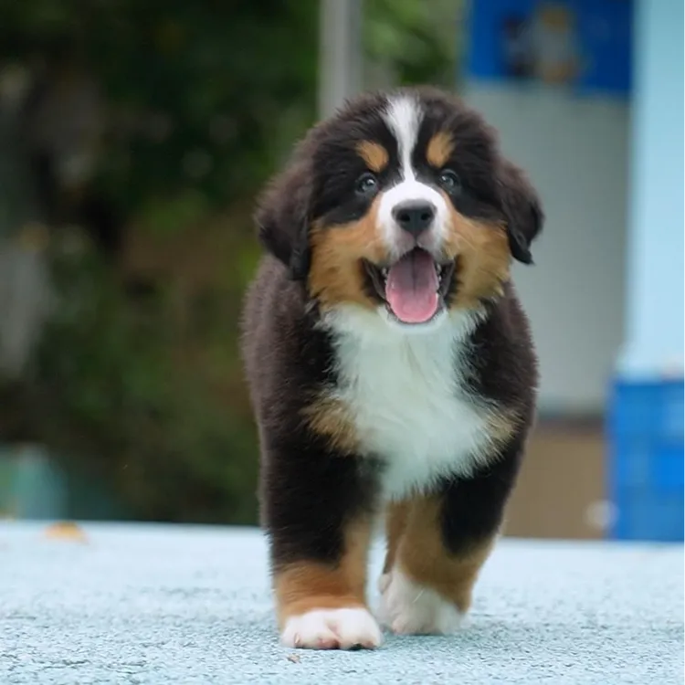 0804拍摄9号伯恩山狗狗幼犬宠物弟弟①7.12②7.27