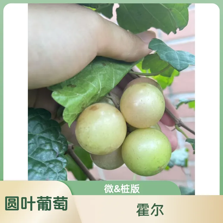 圆叶葡萄 霍尔（微&桩版） 新青铜自粉 叶微神秘花园