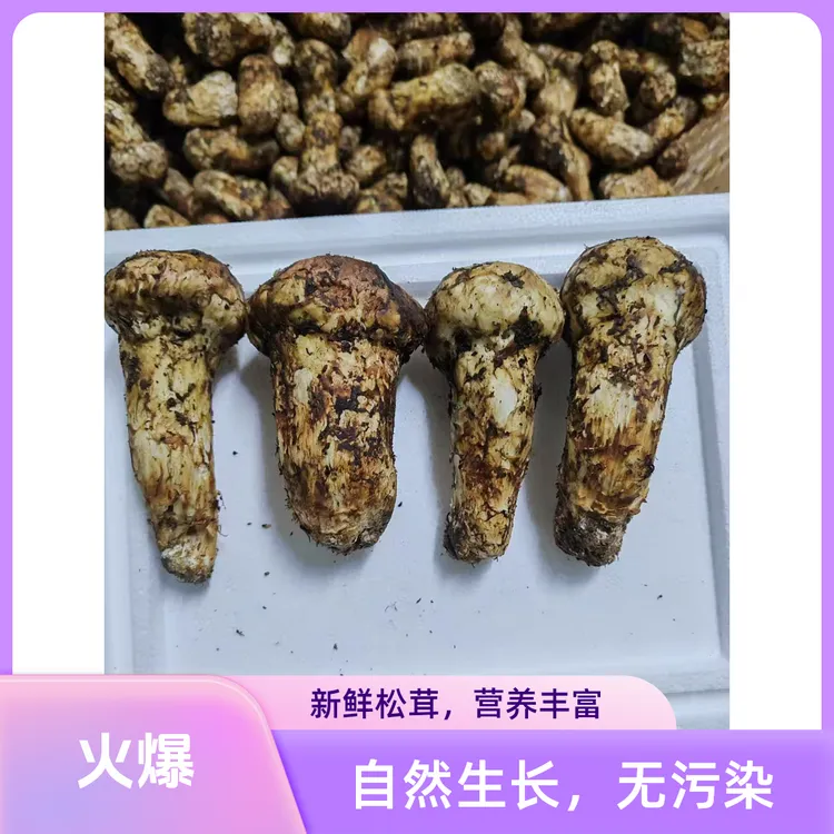 新鲜天然野生高海拔精选品质雅江松茸