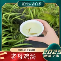 5号(老母鸡汤)2025年新茶安吉白茶头春头采溪龙核心产区