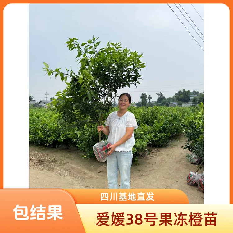 四川正宗爱媛38号果冻橙 果冻橙苗  热销柑橘苗 盆栽 地栽 绿植