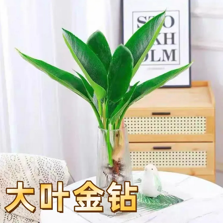 大叶金钻水培绿植盆栽绿公主阳台室内好养客厅水培植物大叶金钻