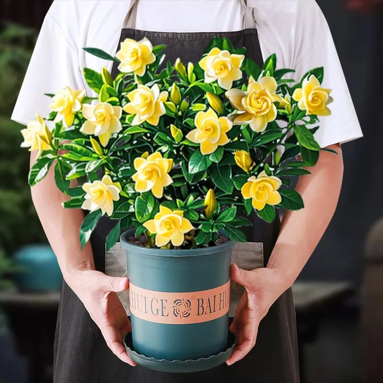 【特大盆栀子花】香水重瓣盆栽丛生花卉植物室内带花苞大苗四季好养