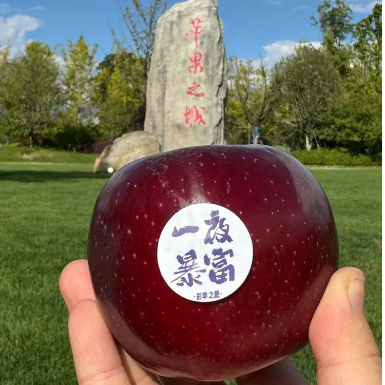 【顺丰发货】云南高原黑卡苹果花青素爆棚 云端好物脆粉两吃 家庭装