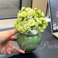 【长寿花】开花植物带花室内盆栽种好发货带盆懒人好养简单易打理
