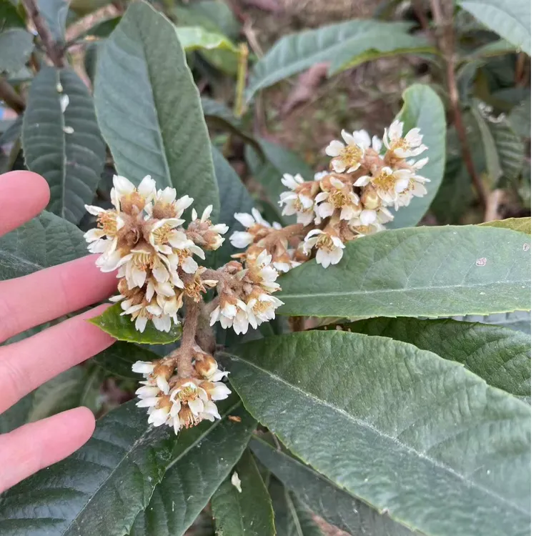 【成都发货】带花大五星枇杷杯苗和带花白玉枇杷杯苗南北方种植