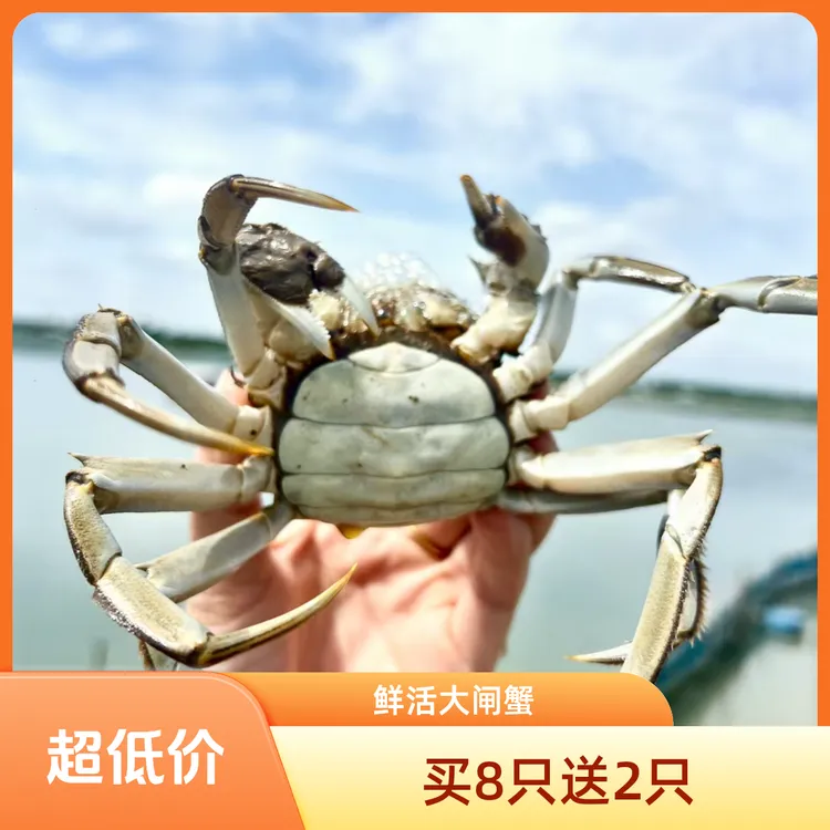 【活蟹】鲜活大闸蟹公蟹4.1-3.8两每只母蟹3.1-2.8两每只