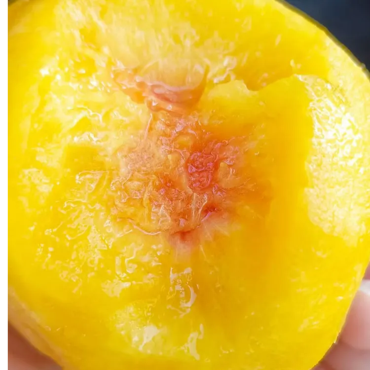 【顺丰包邮】湖北锦绣黄桃露天种植未套袋带箱5斤