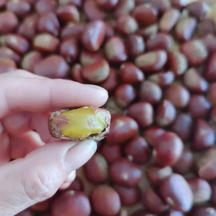 安徽六安舒城蔡姐土特产野山小毛栗小板栗