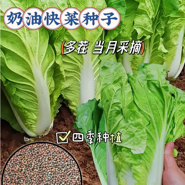 正宗耐寒脆嫩20天快菜奶油小白菜种子四季速生小白菜种籽