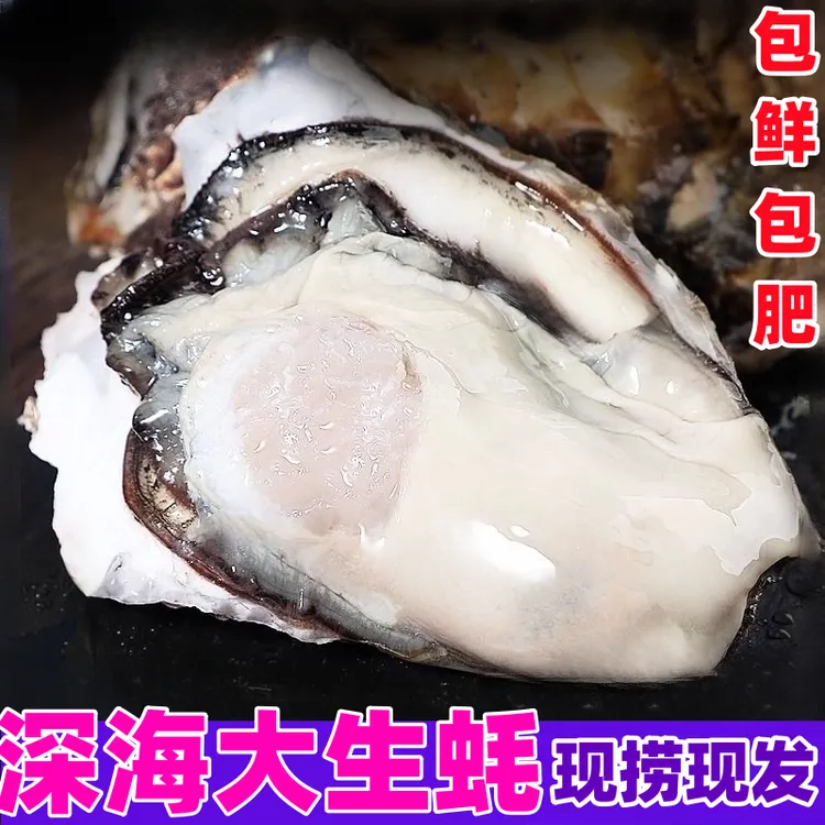 海鲜鲜活贝类新鲜生蚝带壳牡蛎海蛎子非野生海蛎炭水产5/10斤