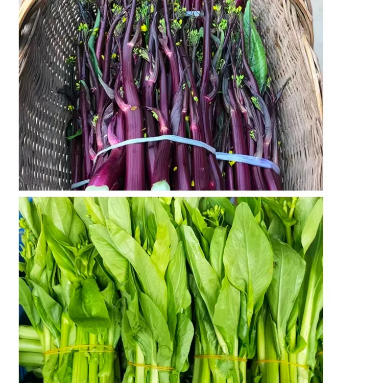 （坛坪村助农直播间）农家自种时令蔬菜白菜苔、红菜苔、油菜苔