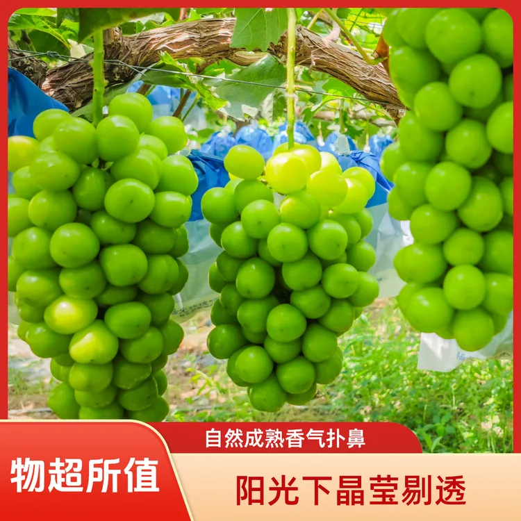产地直发阳光玫瑰葡萄直播现摘晴王葡萄新鲜低糖水果绿色