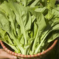 【满5单包邮】【白菜苔种子】种籽菜种苔菜四季菜心菜苔蔬菜孑