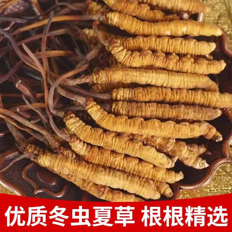 冬虫夏草礼盒装正品道地精选无硫新货滋补养生搭配枸杞泡水泡茶喝