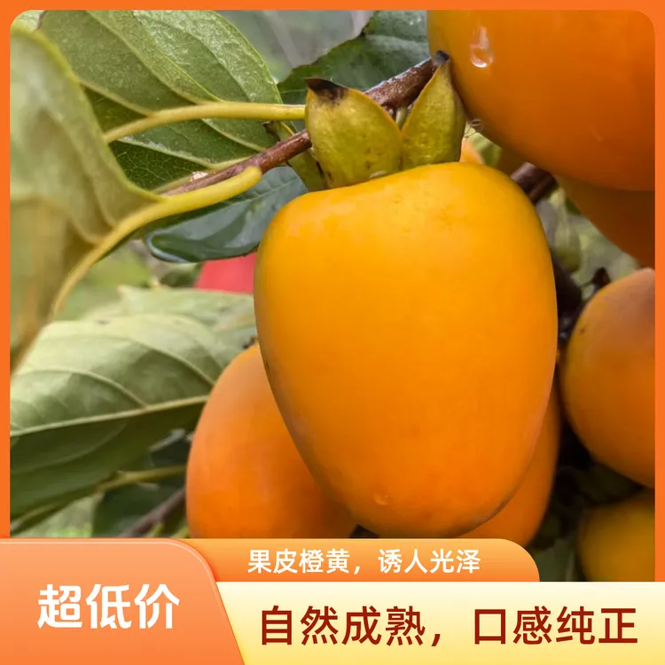 新鲜采摘临沧大山尖柿放软食用香甜软糯流心应季水果太秋热情果