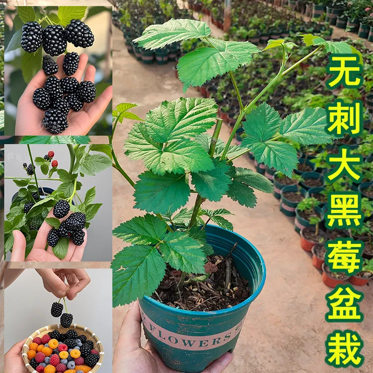 无刺黑莓【盆栽带叶带土】果树苗南方北方种植室内盆栽水果苗果树苗