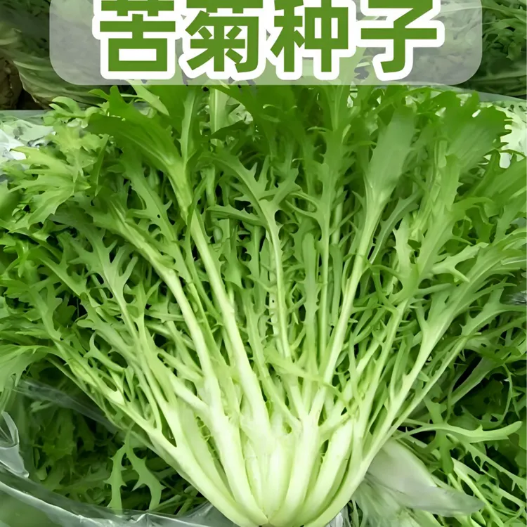 【苦菊种子】四季易种阳台庭院盆栽地栽南北方种植