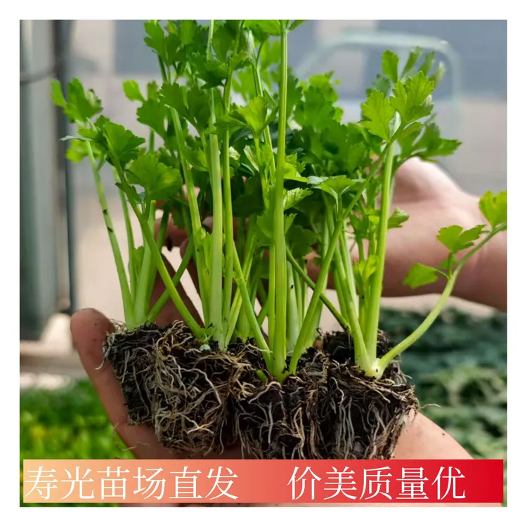 八块八优质法国皇后西芹苗10棵山东寿光苗场直发品质优秀易成活