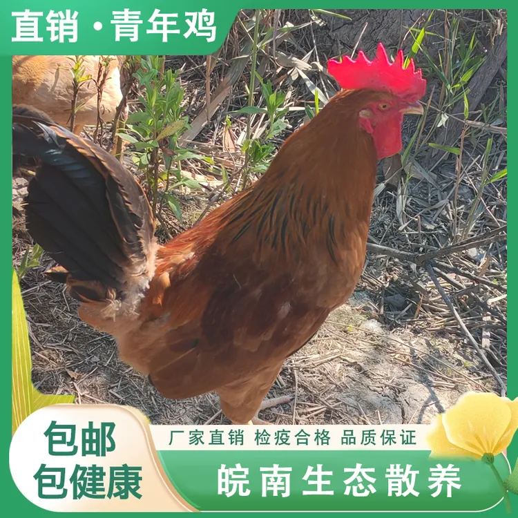 皖南生态散养散养公鸡母鸡肉质紧实新鲜营养健康美味