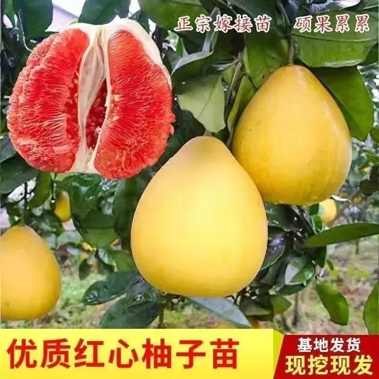 柚子树苗果树果苗红心蜜柚红心蜜柚庭院嫁接南方种植水果柚子商品图