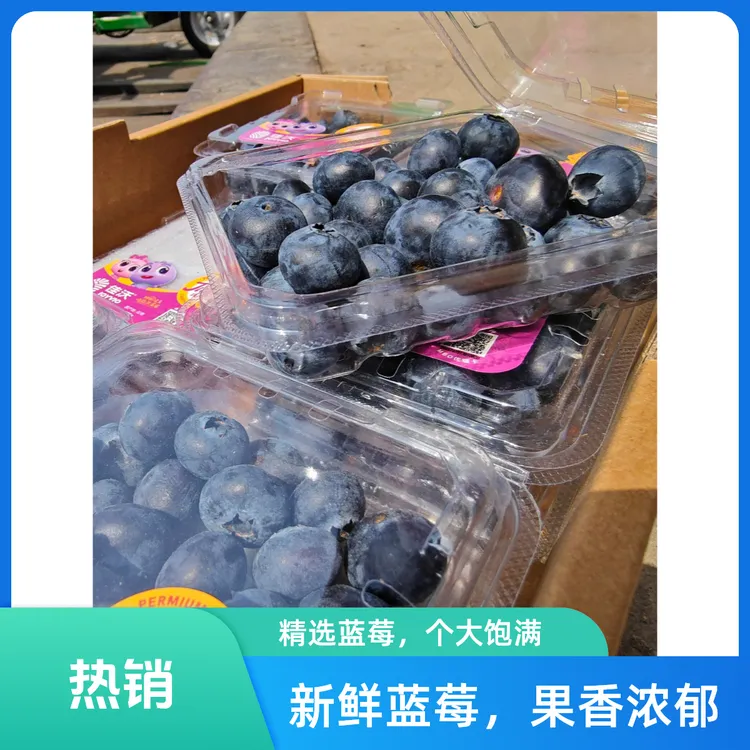 云南高原蓝莓脆甜清香新鲜采摘高山蓝莓产地直发