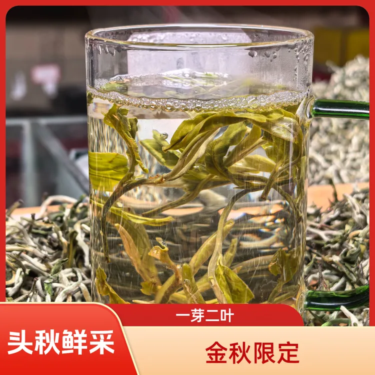 2025头秋新茶高山浓香绿茶秋采嫩芽手工炒青清香鲜爽耐泡口粮茶